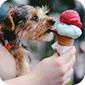 Image ice cream